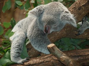 How to Apply for an Australian Student Visa; Complete Guide