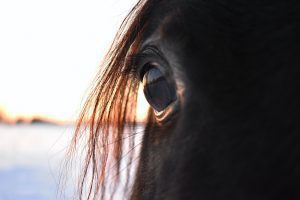 The Triple Crown of Education - Top Universities for Equine Studies